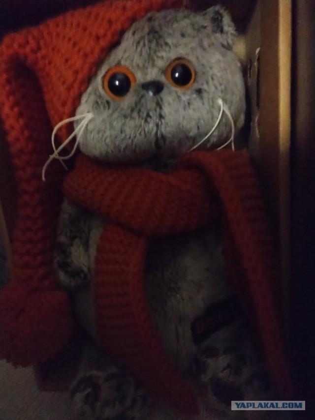 Котик скучает