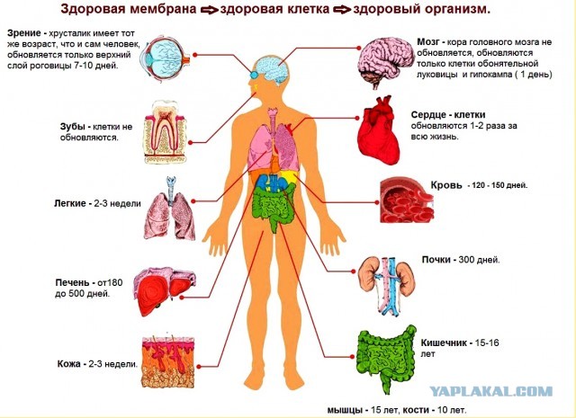 2 месяца без алко по совету Япа - без изменений