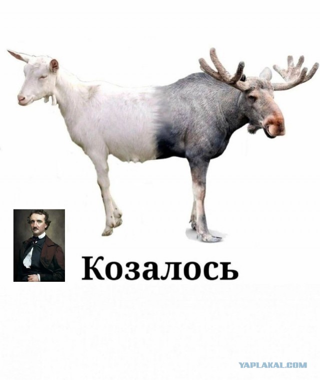 Отряд быстрого деградирования