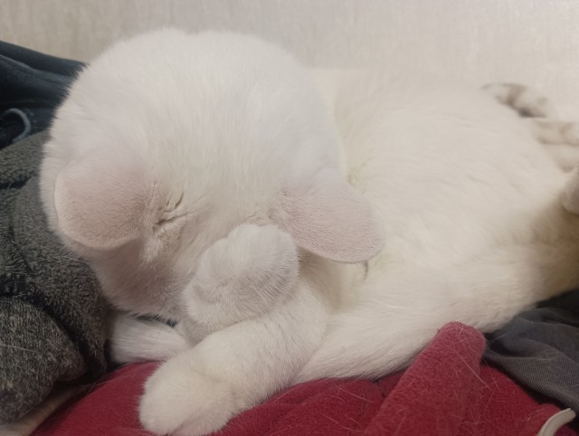 Всем кота за мой счёт. Я настаиваю