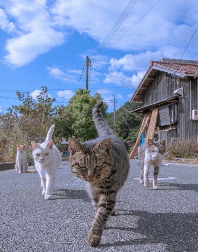 ФотоВинегрет