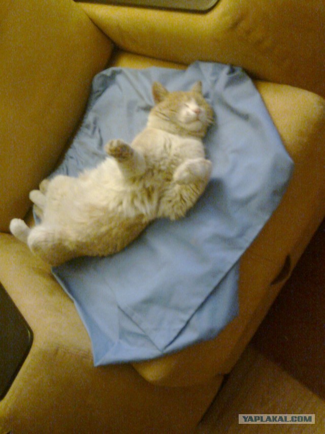 Котовторник 21.05.2013