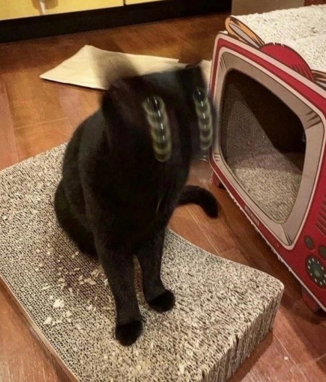 Котовтоник в картинках