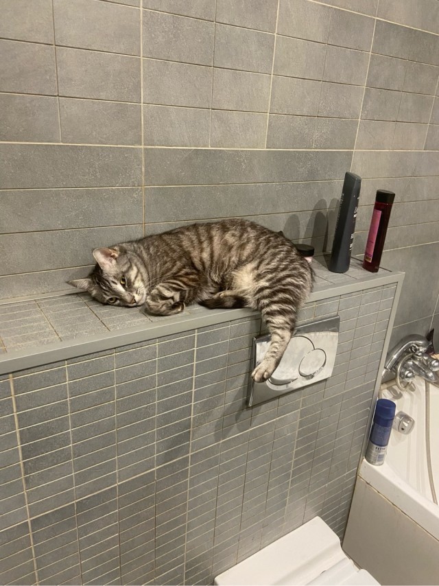Котовторник