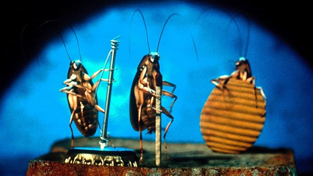 Любимое блюдо на Старый Новый год – 2025. Читаем ленту!