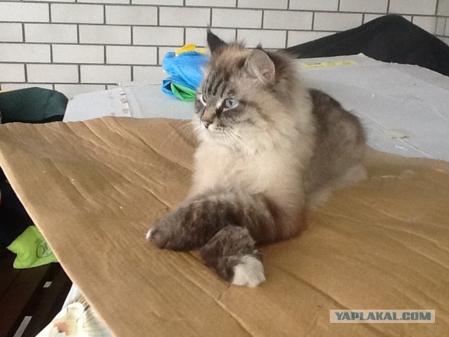 Немного о  Мейн Куне.