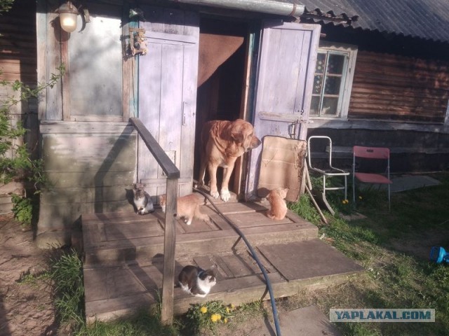 Жизнь домашнего приюта для котеек 542