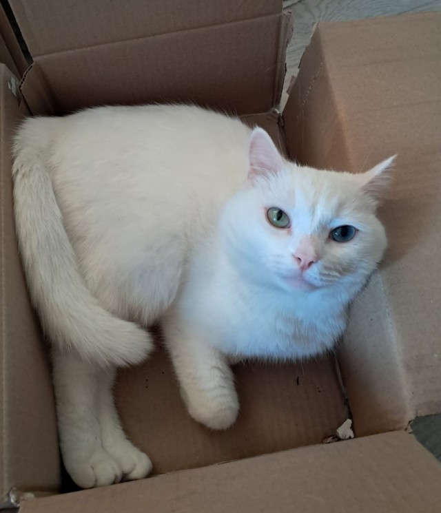 Котик из мусорного бака