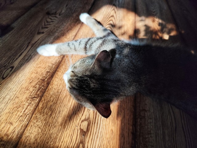 Я на солнышке лежу