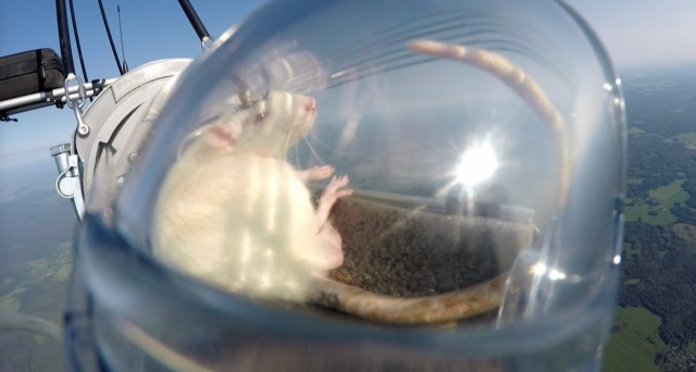 VIP-тур в стратосферу устроили крысам российские ученые