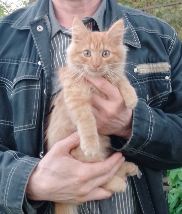 Котовторник