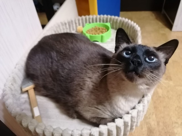 Котовторник