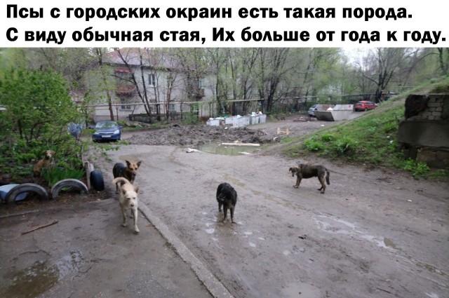 «Наши песни – саундтрек миллионов жизней»: большое интервью Владимира Шахрина