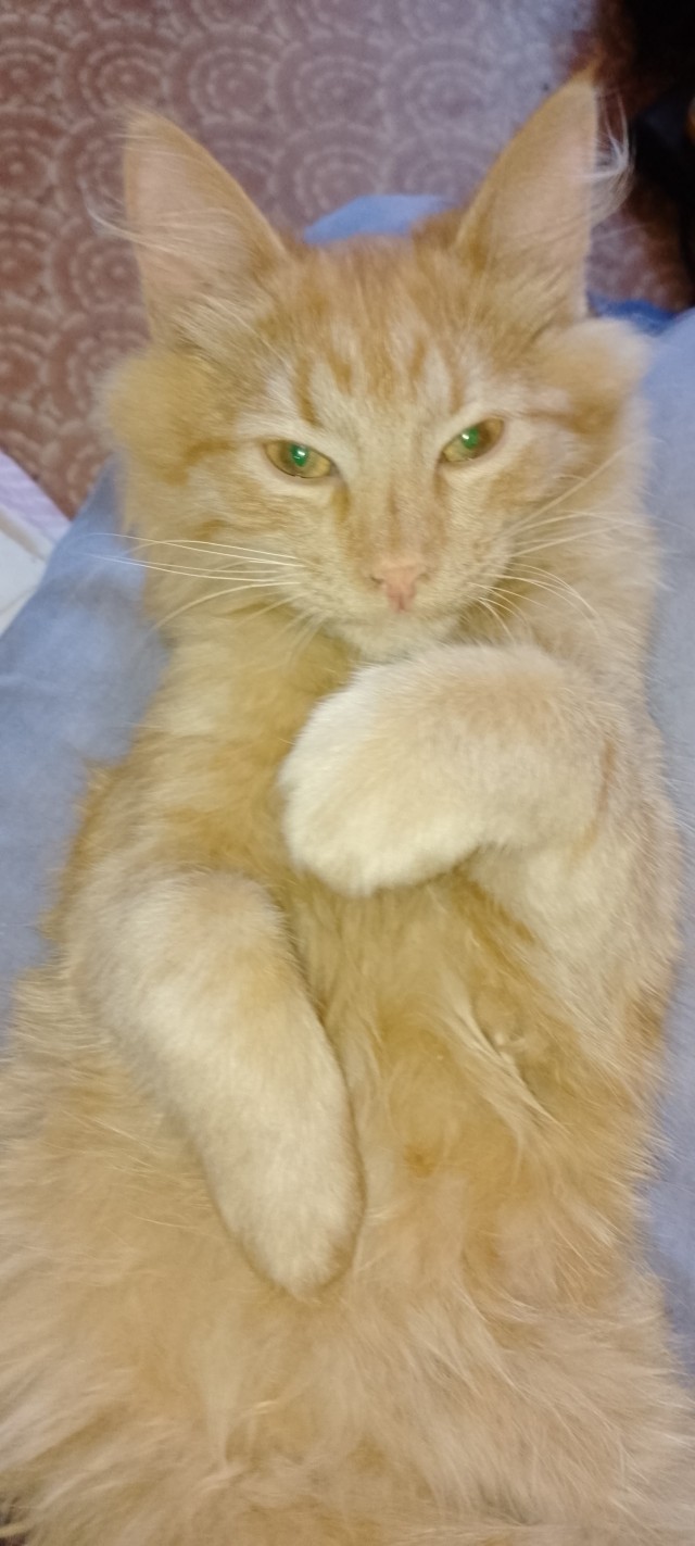 Котовторник жеж!!!
