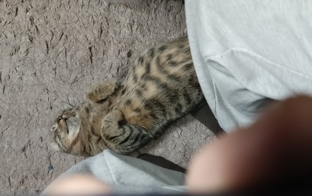 О чем мечтают мужчины