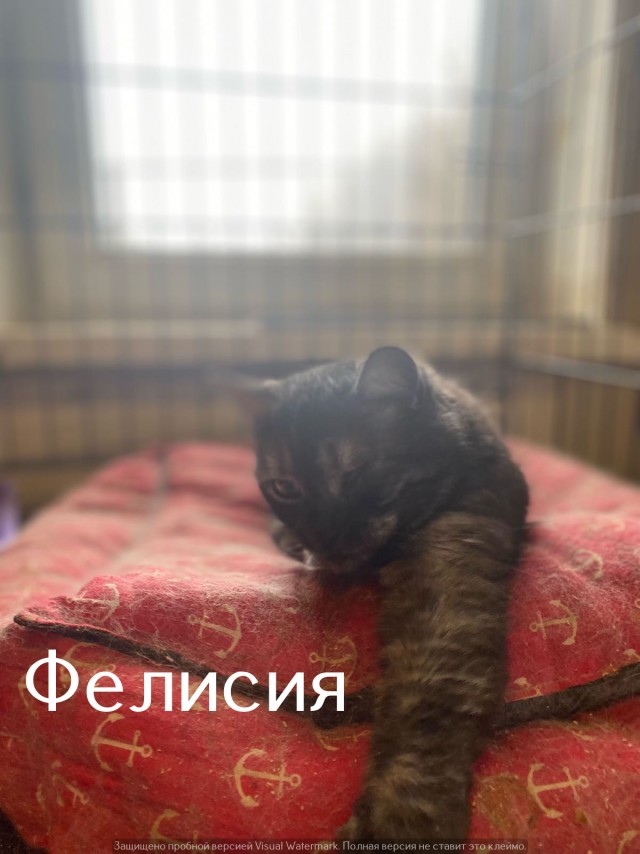 Жизнь домашнего приюта "Котоленд" 535