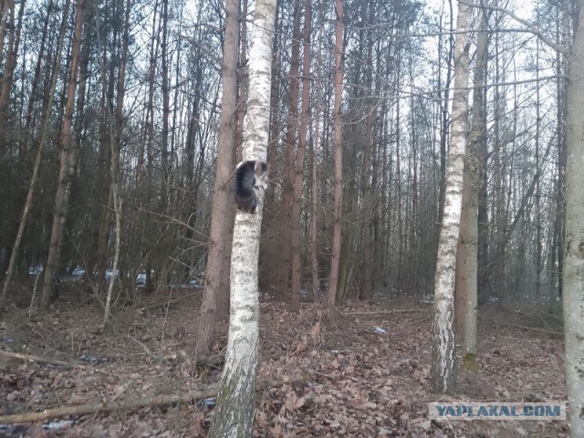 Жизнь домашнего приюта для котеек 574