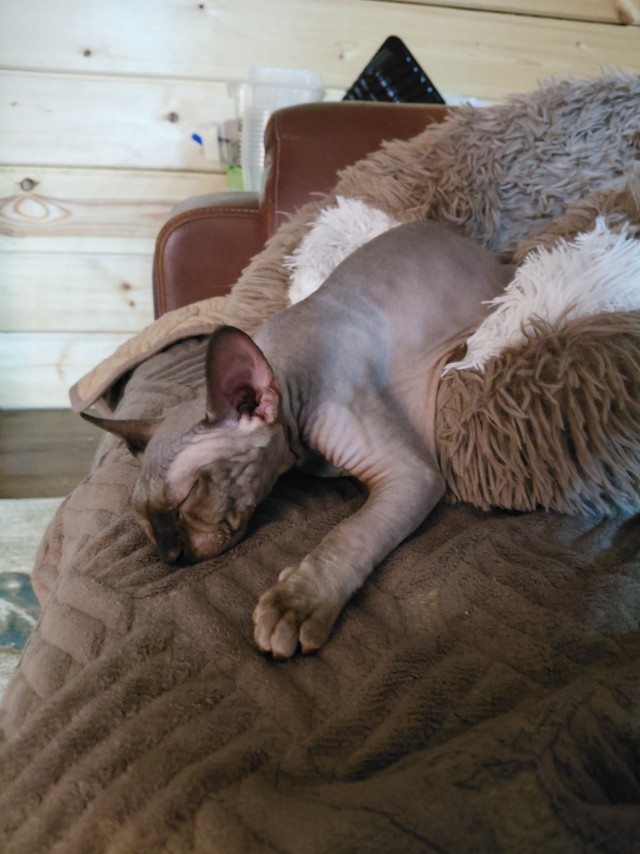 К котовторнику делюсь