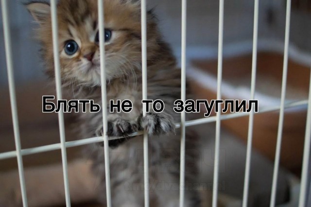 Котямбосы