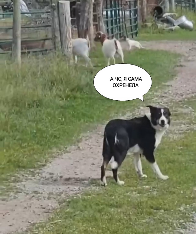 Кот украл работу у Бордер-колли