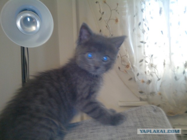 Котовторник  30.07.2013