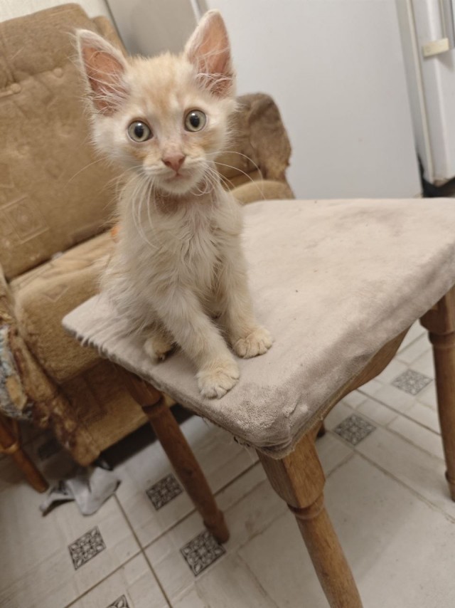 Котёнок образовался