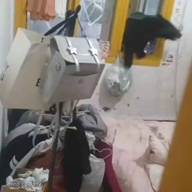 Медвежонок вскарабкался по фасаду многоэтажки и залез через окно в квартиру в китайской провинции Сычаунь