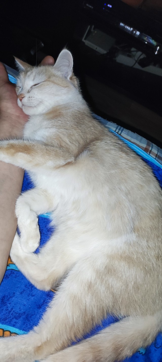 А у нас сегодня кошка, родила двоих котят