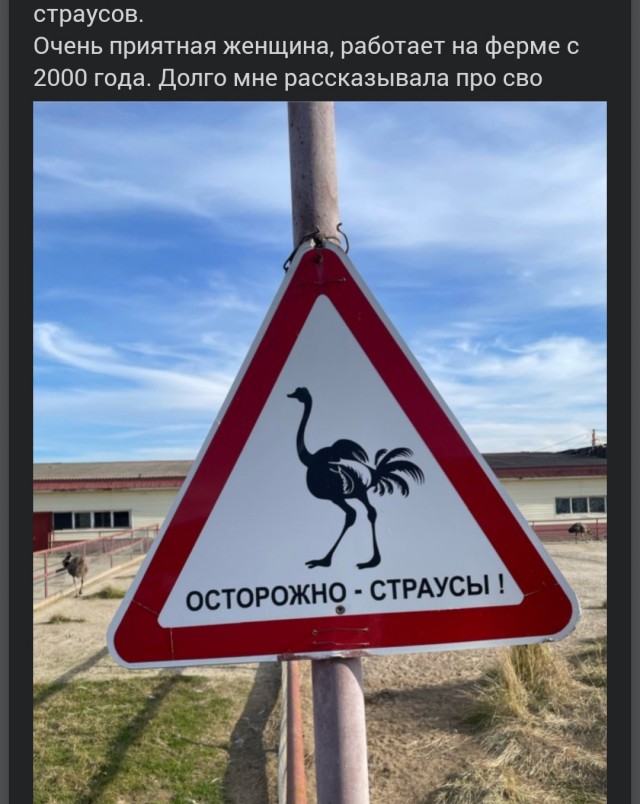 Поездка к страусам