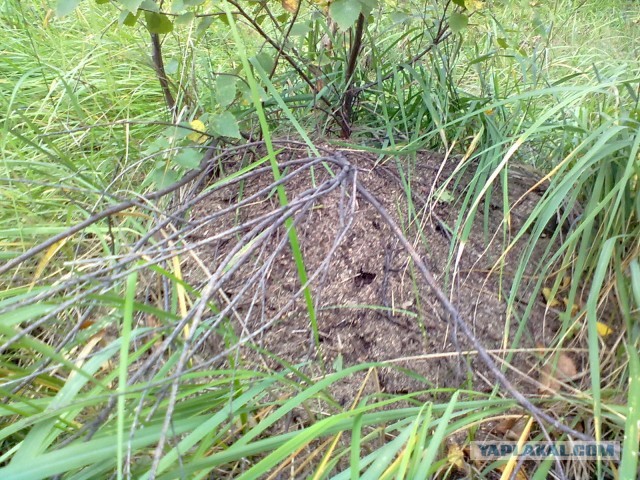 Выбрались за грибами.