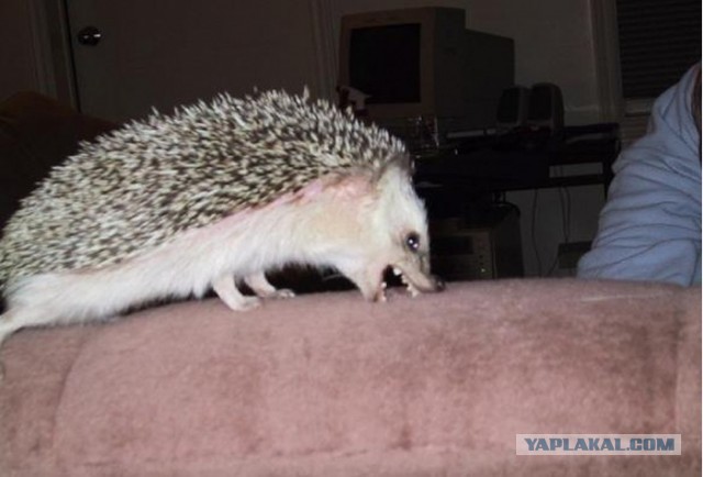 Чем ежики лучше кошек
