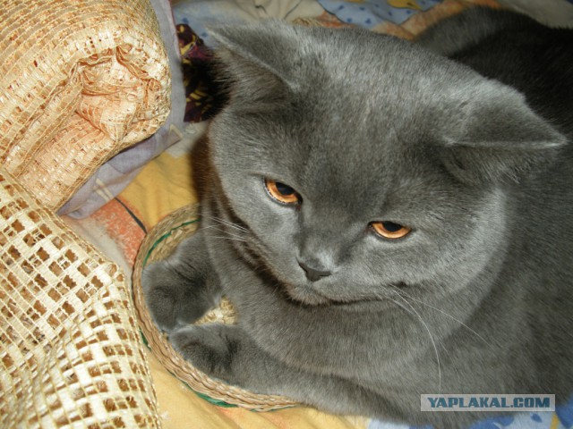Котовторник 22.10.2013
