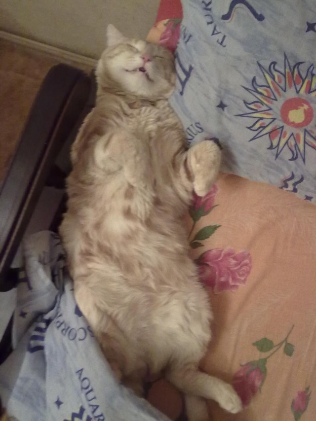 Забавный котикс