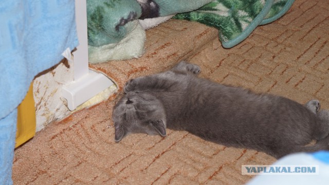 Котовторник 25.02.2014