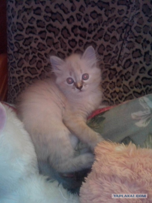 Котовторник 01.07.2014