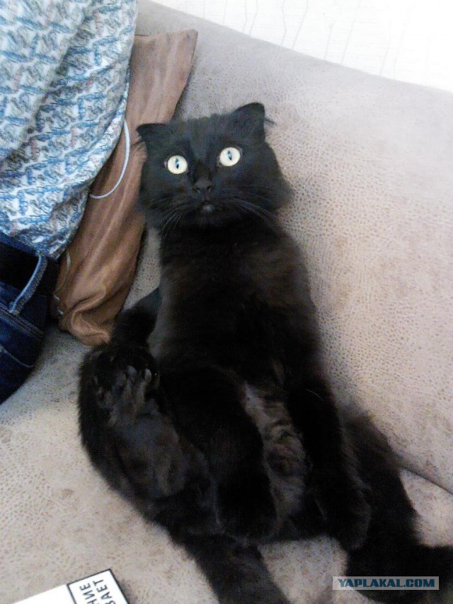 Котовторник 15.07.2014.