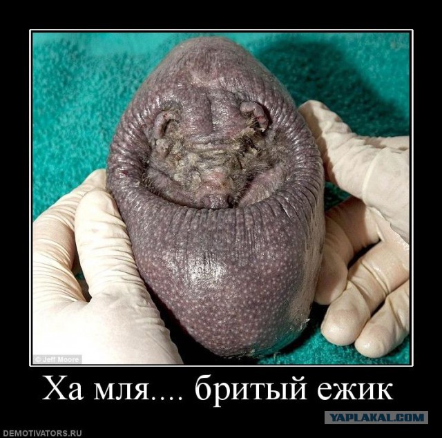 Предметы не для мастурбации