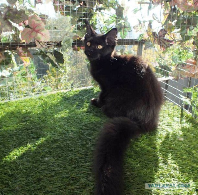 Котовторник 04.11.2014