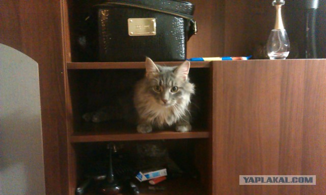 Кот - новый питомец