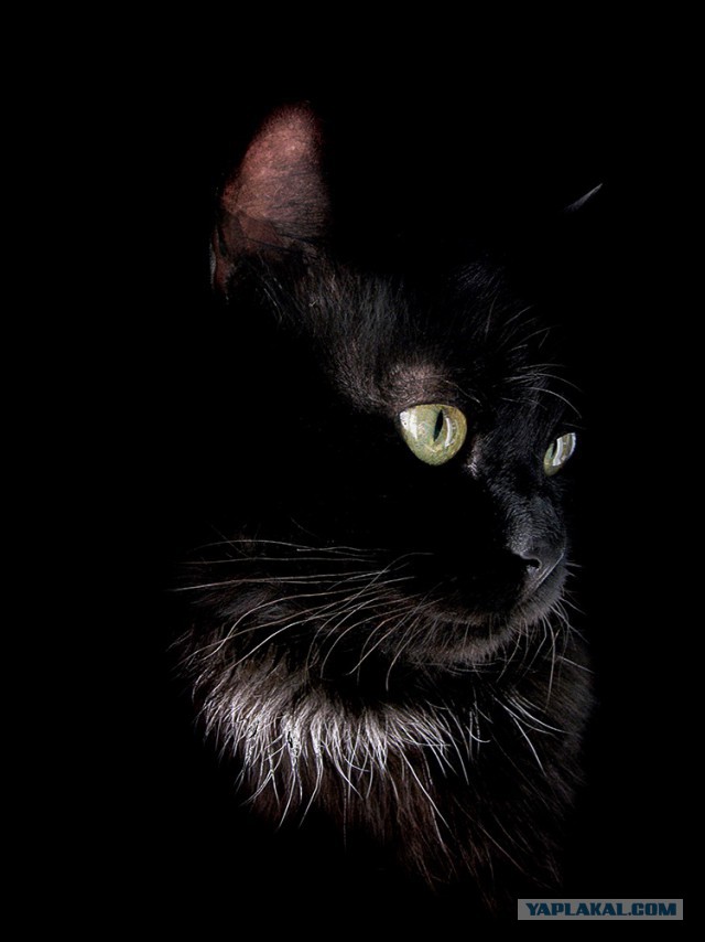 Котовторник