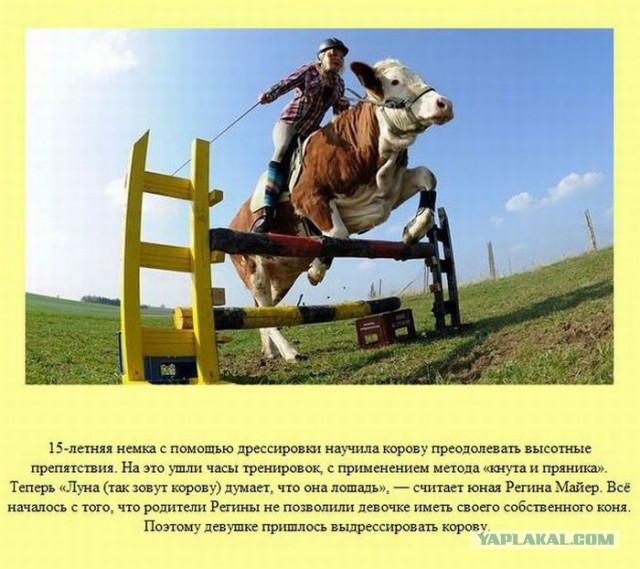 20 фактов обо всем