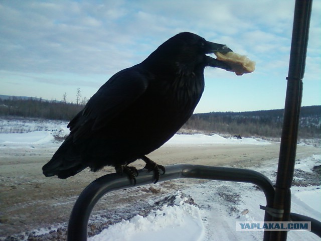 Ворона попала в камеру на стадионе
