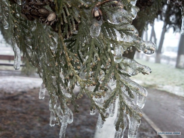 Ледяная зима