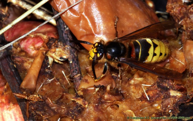 Золотая осень