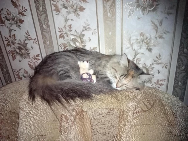 Котовторник 25.08.2015