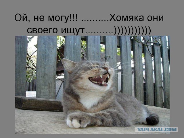 10 самых ласковых пород кошек