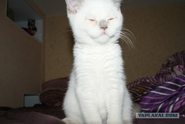Не все котики одинаково фотогеничны