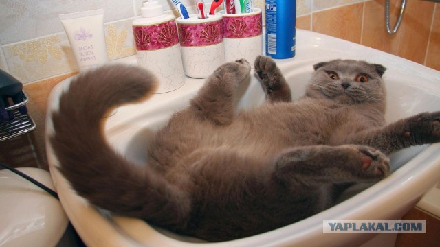 Котовторник