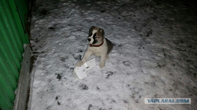 Собакочетверг же, ау!