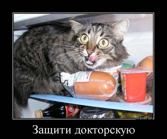 Удивление по-кошачьи